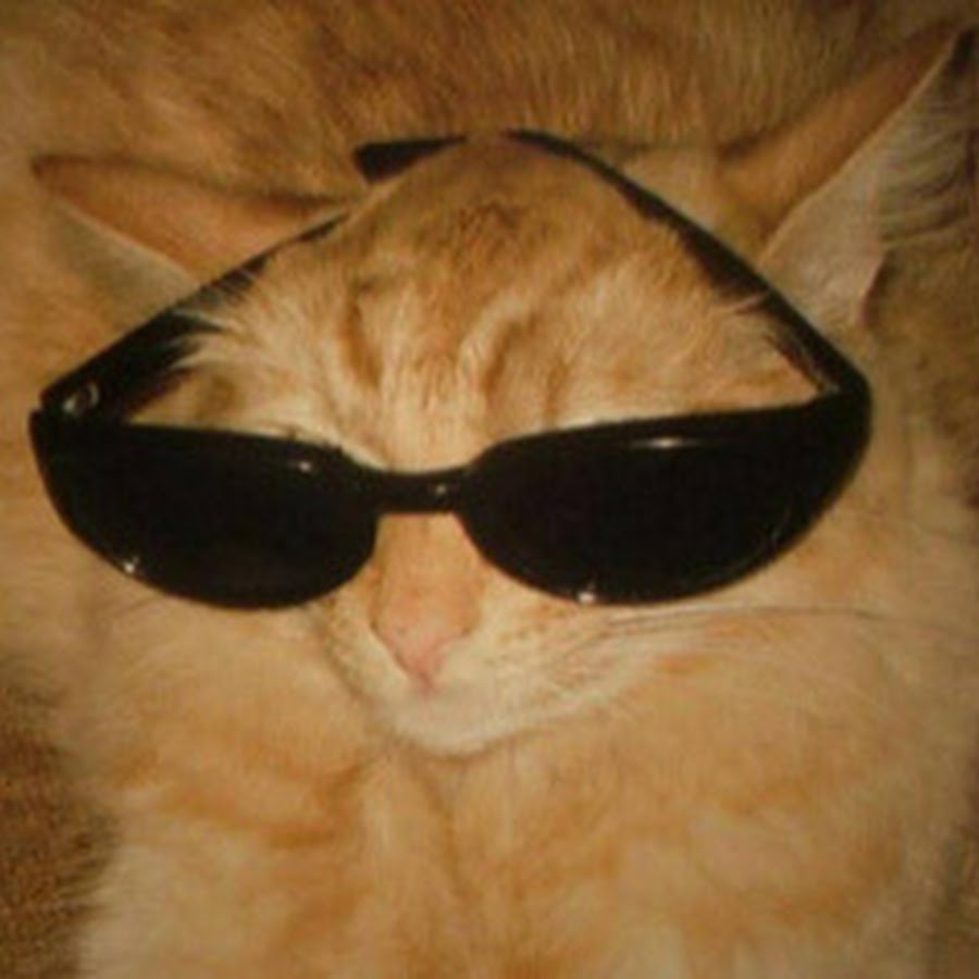 tenkuma/TheCoolCat