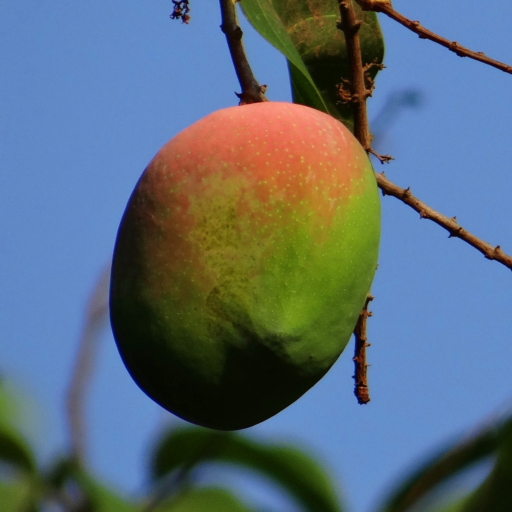 tenkuma/mango